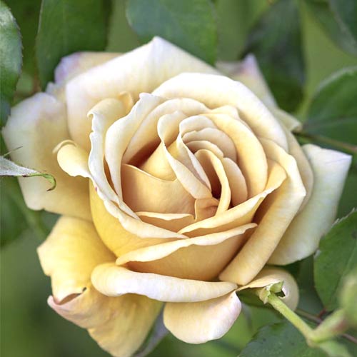 Ruža floribunda Honey Dijon®, C5 obrázok 1 artikel 6144