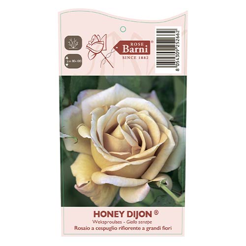 Ruža floribunda Honey Dijon®, C5 obrázok 3 artikel 6144