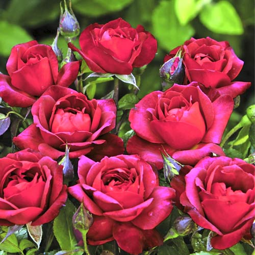Ruža floribunda Hot Cocoa®, C5 artikel fotografia 1 Ruža floribunda Hot Cocoa®, C5 obrázok 1 artikel 5509