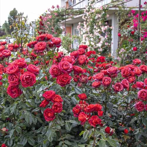 Ruža floribunda Hot Cocoa®, C5 artikel fotografia 3 Ruža floribunda Hot Cocoa®, C5 obrázok 3 artikel 5509