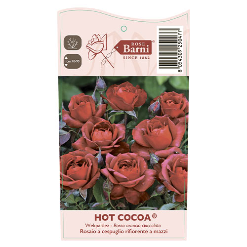 Ruža floribunda Hot Cocoa®, C5 artikel fotografia 5 Ruža floribunda Hot Cocoa®, C5 obrázok 5 artikel 5509