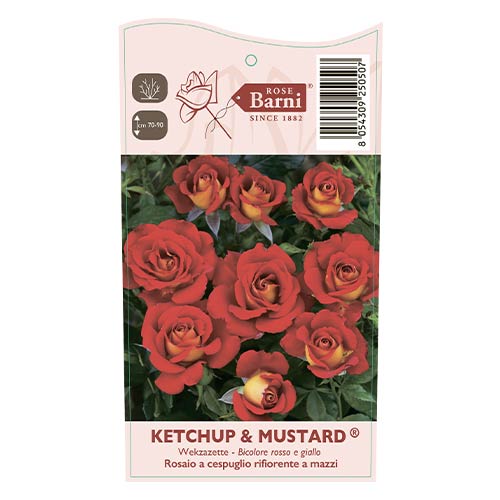 Ruža floribunda Ketchup & Mustard®, C5 obrázok 4 artikel 5512