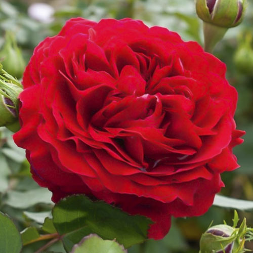 Ruža floribunda Kronborg obrázok 1 artikel 6213