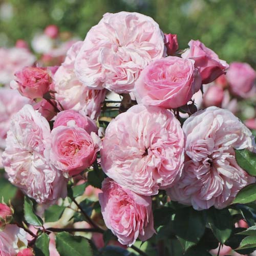 Ruža floribunda Maria Theresia obrázok 1 artikel 6215