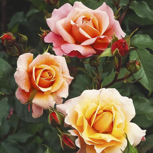 Ruža floribunda Marie Curie ®, С3 obrázok 1 artikel 6176