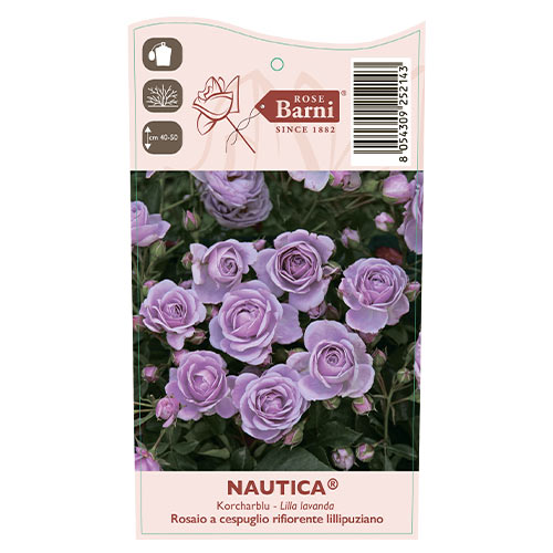 Ruža floribunda Nautica®, C5 obrázok 4 artikel 6150