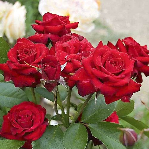 Ruža floribunda Niccolo Paganini obrázok 1 artikel 6216