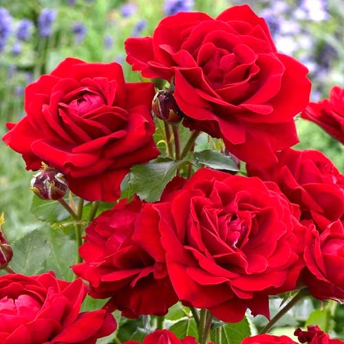 Ruža floribunda Nina, C3 artikel fotografia 1 Ruža floribunda Nina, C3 obrázok 1 artikel 2196