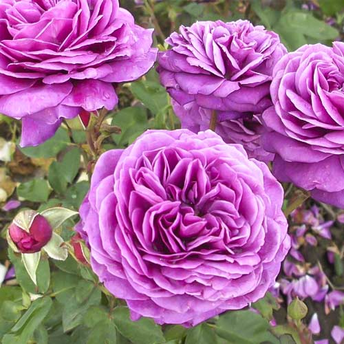 Ruža floribunda Old Port obrázok 1 artikel 6217