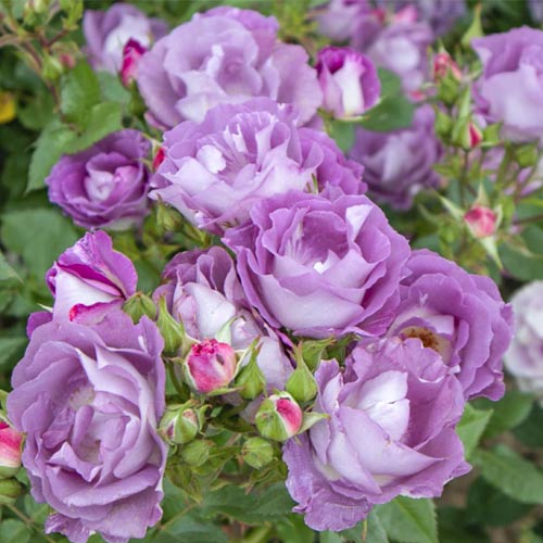 Ruža floribunda Pacific Dream®, C5 artikel fotografia 1 Ruža floribunda Pacific Dream®, C5 obrázok 1 artikel 6148