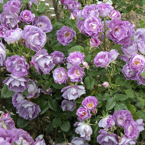Ruža floribunda Pacific Dream®, C5 artikel fotografia 4 Ruža floribunda Pacific Dream®, C5 obrázok 4 artikel 6148