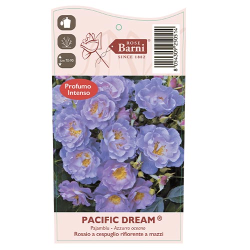 Ruža floribunda Pacific Dream®, C5 artikel fotografia 5 Ruža floribunda Pacific Dream®, C5 obrázok 5 artikel 6148