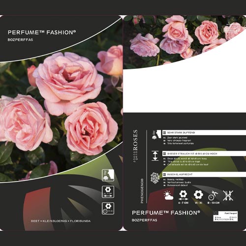 Ruža floribunda Perfume Fashion®, C3 obrázok 2 artikel 4978