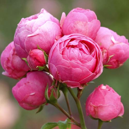 Ruža floribunda Pomponella Fairy Tale obrázok 1 artikel 6220