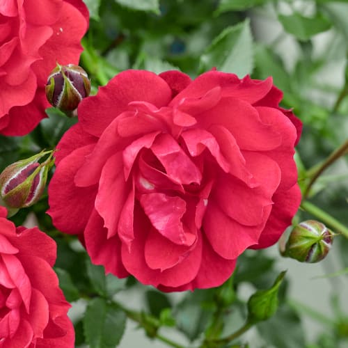 Ruža floribunda Raspberry Royale®, C3 obrázok 1 artikel 5444