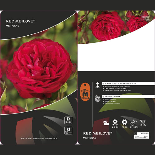 Ruža floribunda Red Meilove ®, С3 obrázok 2 artikel 4555
