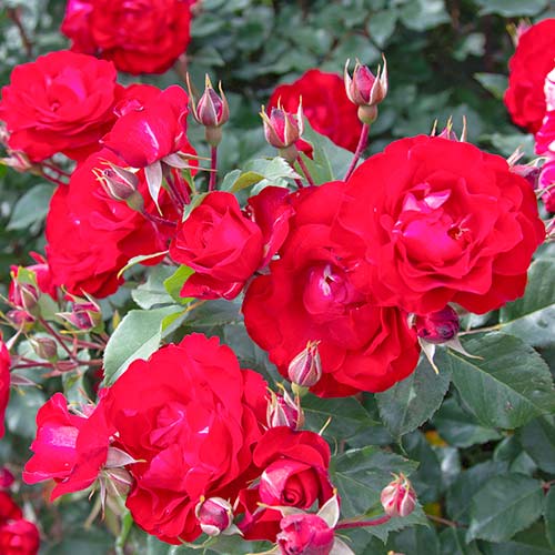 Ruža floribunda Red Spot® artikel fotografia 1 Ruža floribunda Red Spot® obrázok 1 artikel 5514
