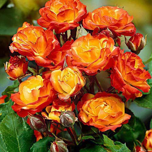 Ruža floribunda Rumba artikel fotografia 1 Ruža floribunda Rumba obrázok 1 artikel 2307