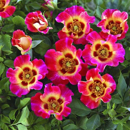 Ruža floribunda Sunshine Babylon Eyes®, C5 obrázok 1 artikel 5517