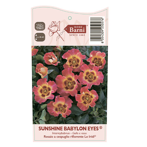 Ruža floribunda Sunshine Babylon Eyes®, C5 obrázok 3 artikel 5517