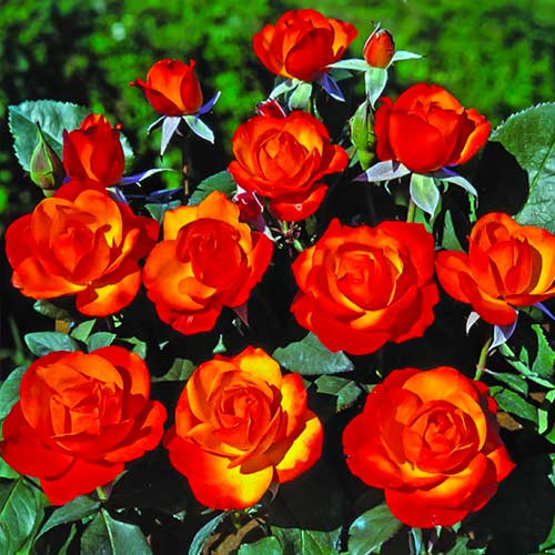 Ruža floribunda Tempi Moderni® obrázok 1 artikel 5518