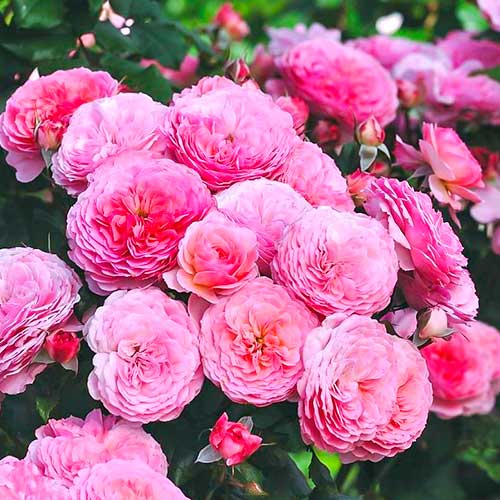 Ruža floribunda Theo Clevers obrázok 1 artikel 5007