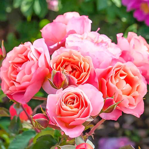 Ruža floribunda Trendy Fashion obrázok 1 artikel 4982