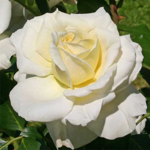 Ruža floribunda Kronprinsesse Mary ®, С5 artikel fotografia 1 Ruža floribunda Kronprinsesse Mary ®, С5 obrázok 1 artikel 4970