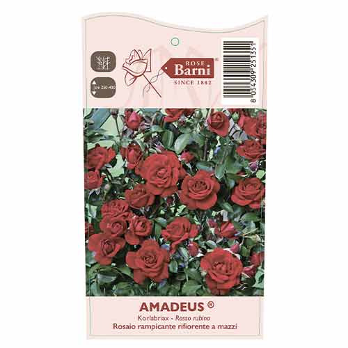 Ruža lezecká Amadeus®, C5 artikel fotografia 3 Ruža lezecká Amadeus®, C5 obrázok 3 artikel 5490