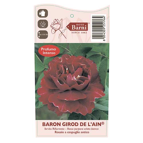 Ruža lezecká Baron Girod De L'ain, C5 obrázok 3 artikel 6141
