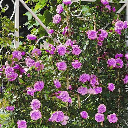 Ruža lezecká Blue Violet obrázok 1 artikel 2158