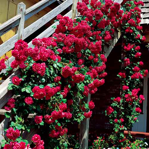 Ruža lezecká Bordo obrázok 1 artikel 5893