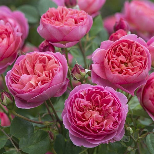 English Rose Boscobel®, C5 obrázok 1 artikel 5498