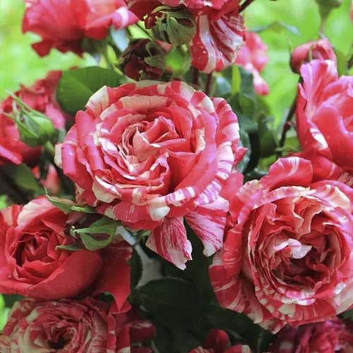 Ruža lezecká Chocolate Ripples obrázok 1 artikel 6248