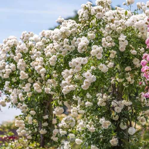Ruža lezecká Climbing Iceberg, root ball obrázok 1 artikel 2148