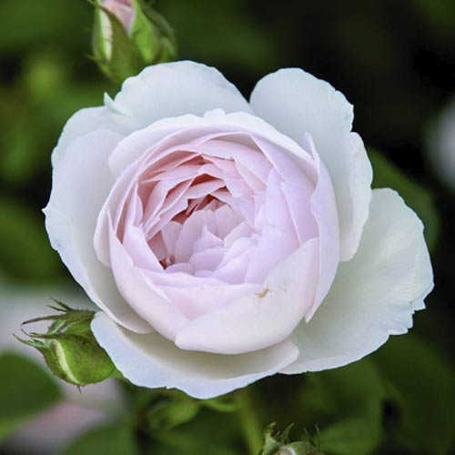 English Rose Desdemona®, C5 obrázok 1 artikel 5500