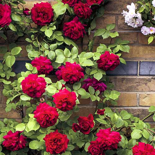 Ruža lezecká Don Juan obrázok 1 artikel 6249