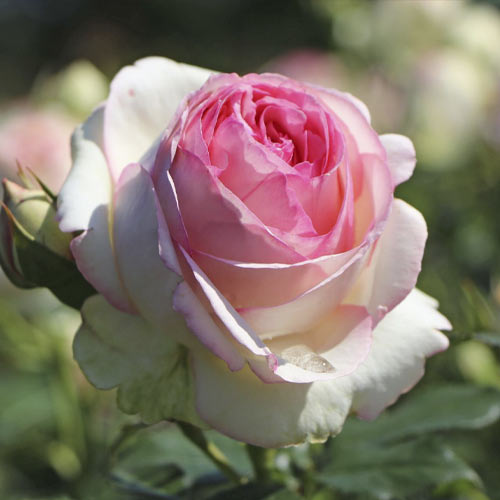 Ruža lezecká Eden Rose®, C3 obrázok 2 artikel 4559