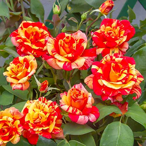 Ruža lezecká Flash ®, C5 obrázok 1 artikel 5493