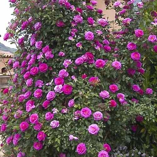 Ruža lezecká Gloriana obrázok 1 artikel 6250