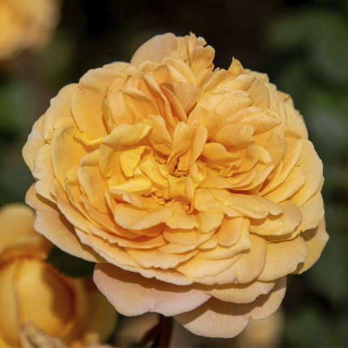 English Rose Golden Celebration®, C5 obrázok 1 artikel 5503