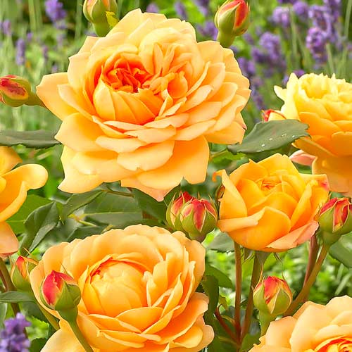 English Rose Golden Celebration®, C5 obrázok 2 artikel 5503