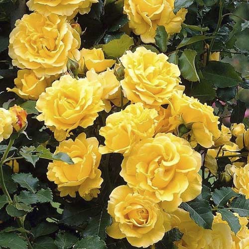 Ruža lezecká Golden Climber®, C3 artikel fotografia 1 Ruža lezecká Golden Climber®, C3 obrázok 1 artikel 5826
