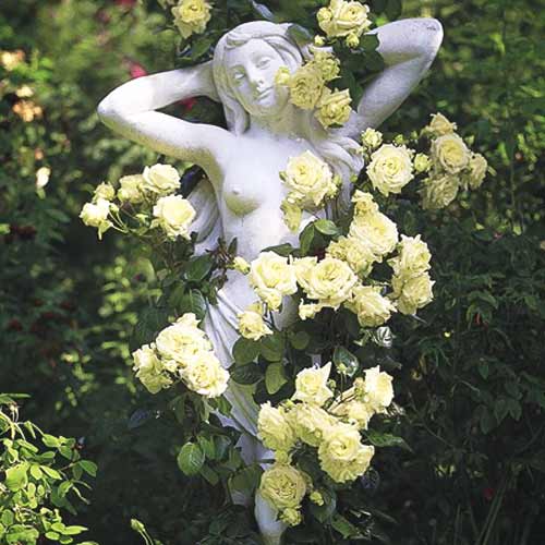 Ruža lezecká Green obrázok 1 artikel 2162