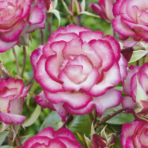 Ruža lezecká Händel ®, С3 obrázok 2 artikel 6179