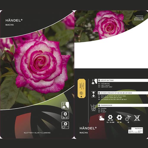 Ruža lezecká Händel ®, С3 obrázok 3 artikel 6179