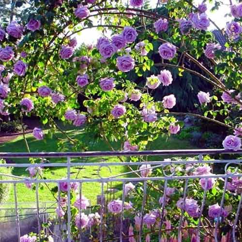 Ruža lezecká Indigoletta, root ball obrázok 1 artikel 2164