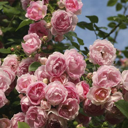 Ruža lezecká Jasmina ®, С5 obrázok 2 artikel 6180