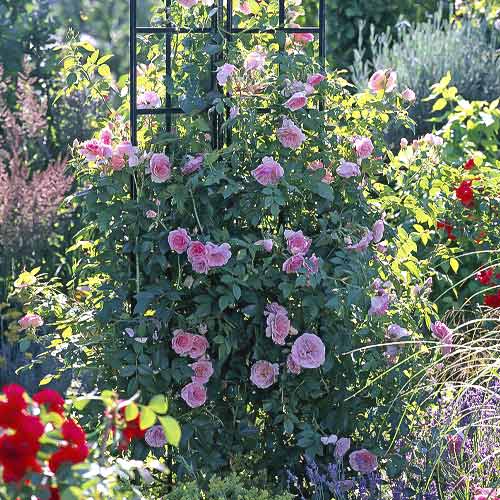 Ruža lezecká Kir Royal obrázok 1 artikel 6251