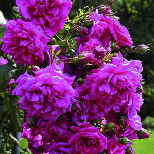 Ruža lezecká Laguna®, C5 obrázok 2 artikel 5495